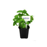 https://velizo.sk/termekkategoria/szepsegapolas-egeszseg/