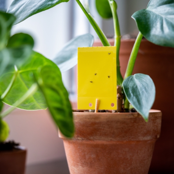 https://velizo.sk/termekkategoria/szepsegapolas-egeszseg/