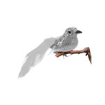 https://velizo.sk/termekkategoria/szepsegapolas-egeszseg/